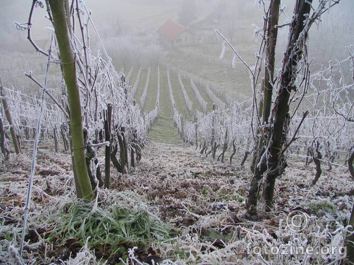 Zmrznuti vinograd