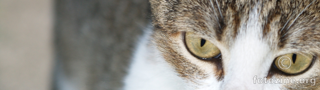 Mačje oči