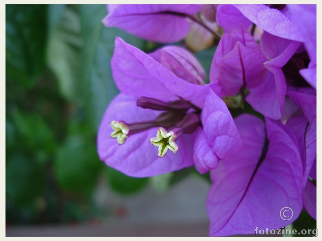 bougainvillee