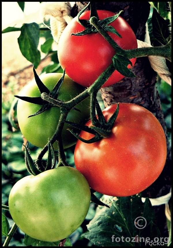 Pomidori