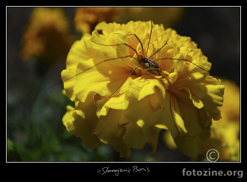 Spider on Yellow :-)