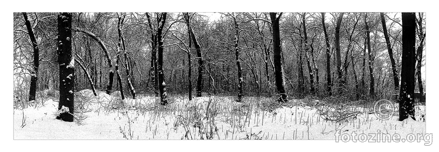 iz ciklusa "SUME VOJVODINE"