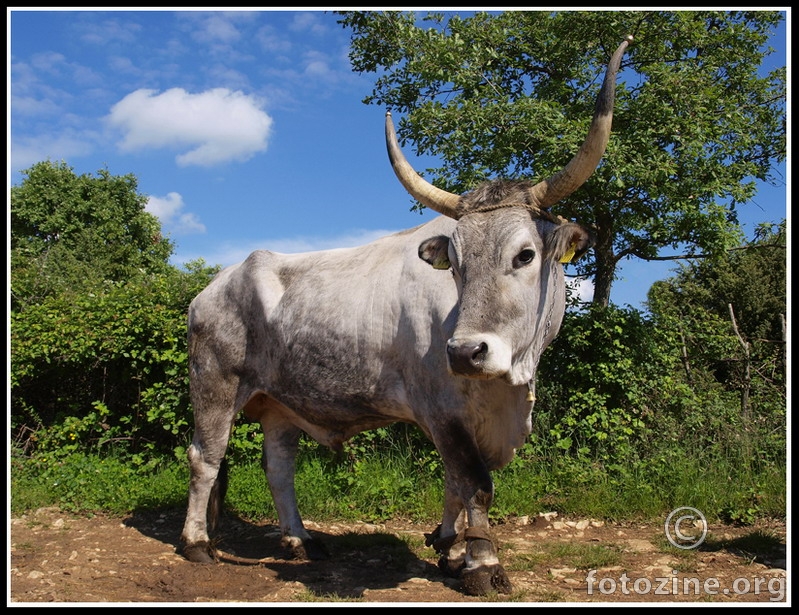 Istarski vol-BOŠKARIN