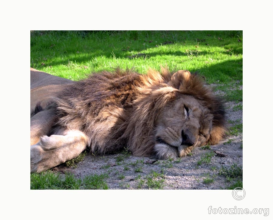 Ne diraj lava dok spava ;)