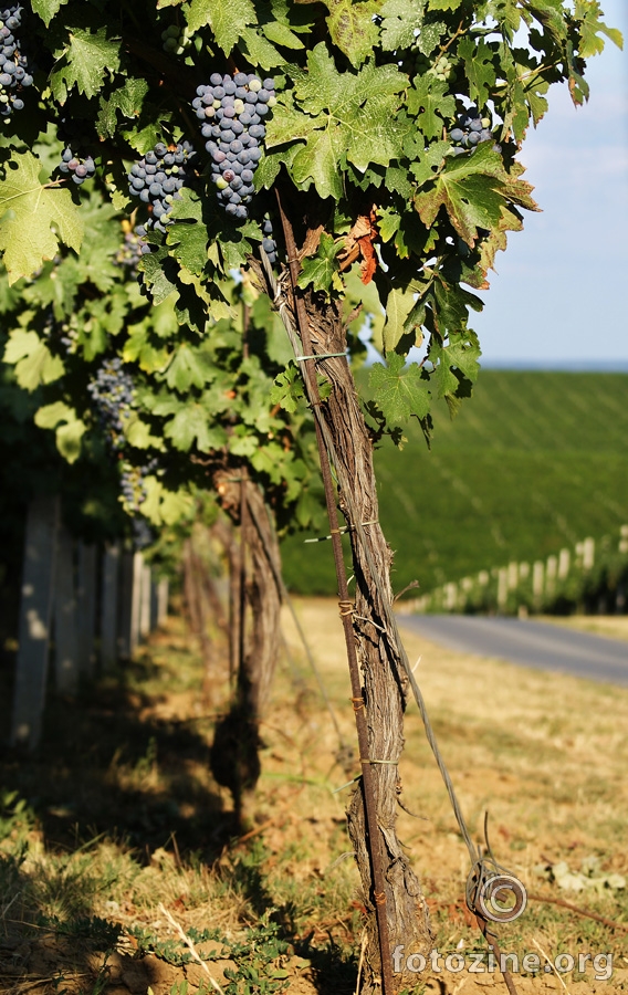 Baranjski vinogradi 2