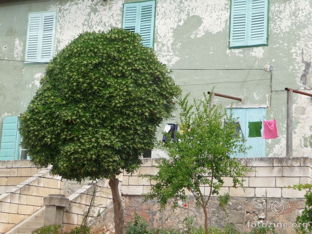 dvorišna
