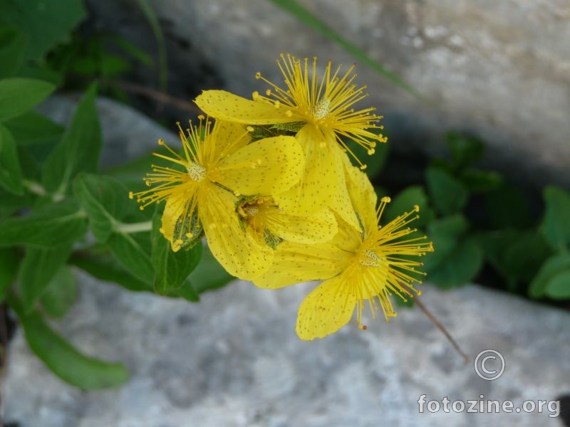 žuti cvjetak