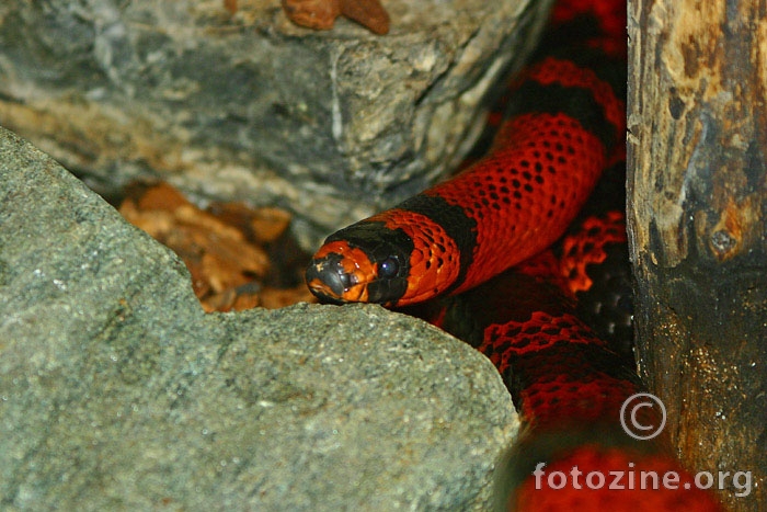 Coral snake