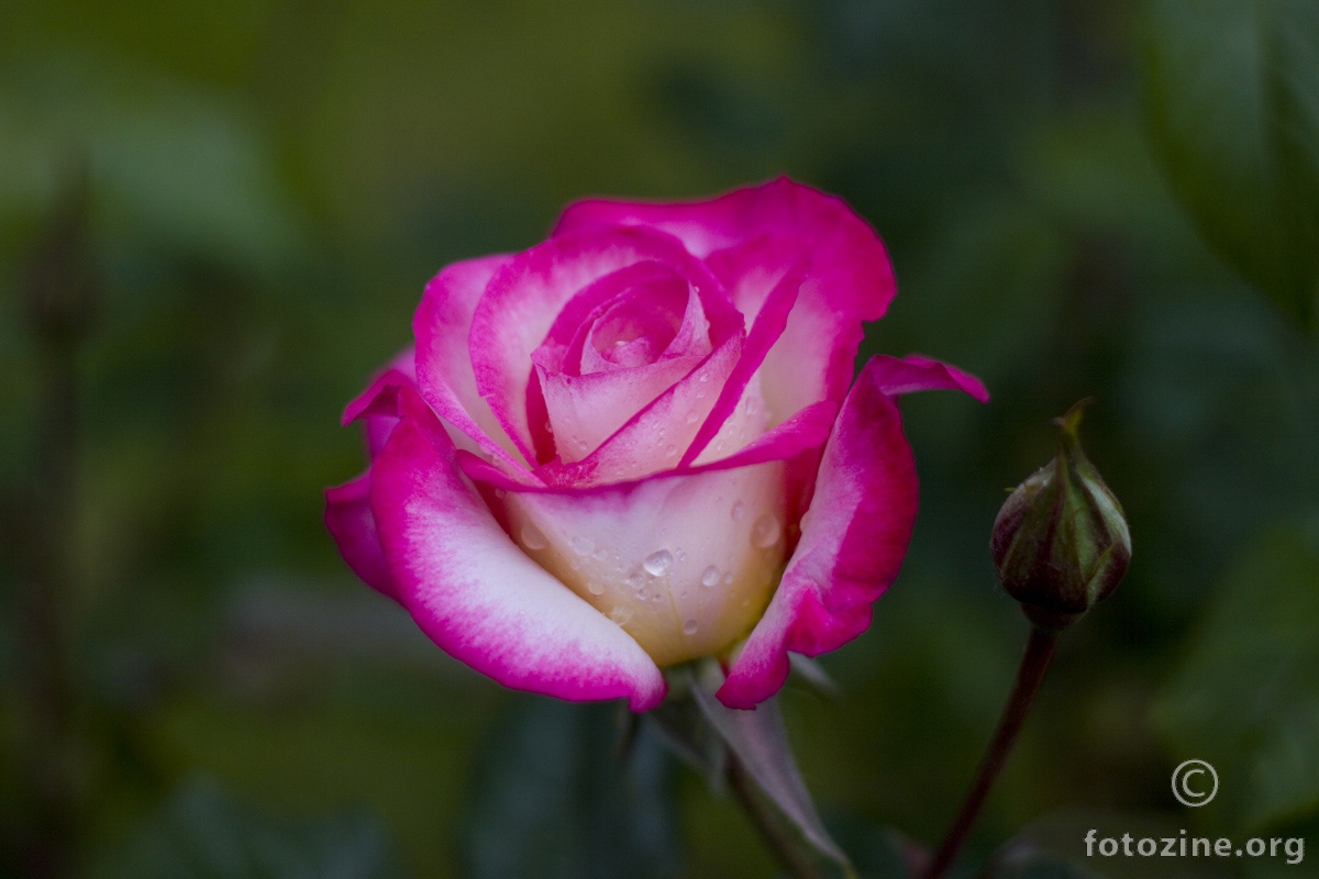 Ruža poslije kiše