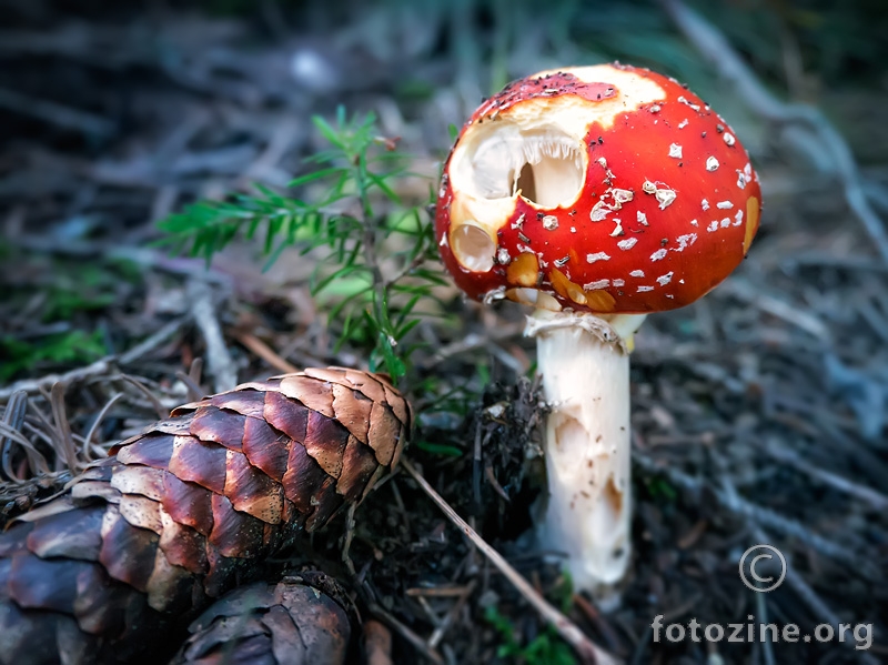 Red Mushroom opet :)