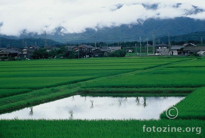 rižina polja,honšu ,blizu kjota