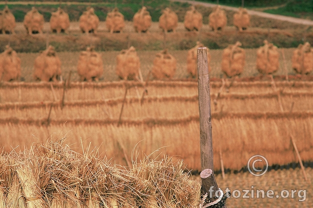 Jesen u poljima rize,Fukushima 2011.