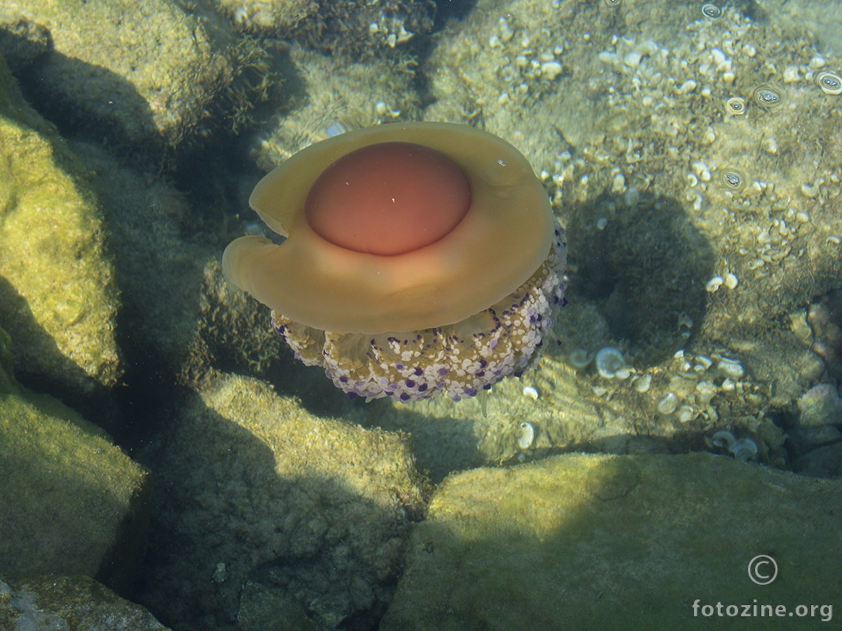 Meduza