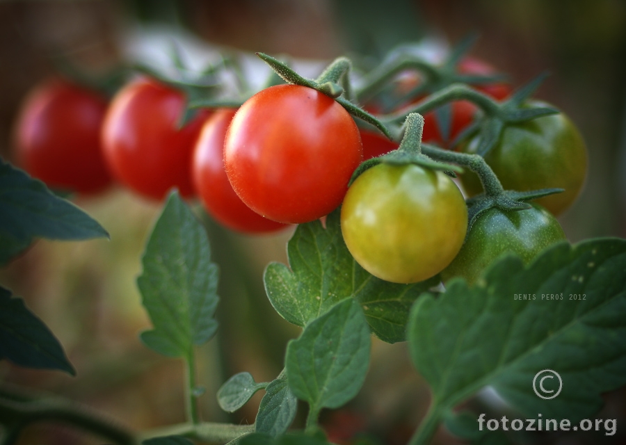 rajcice...pomidori 