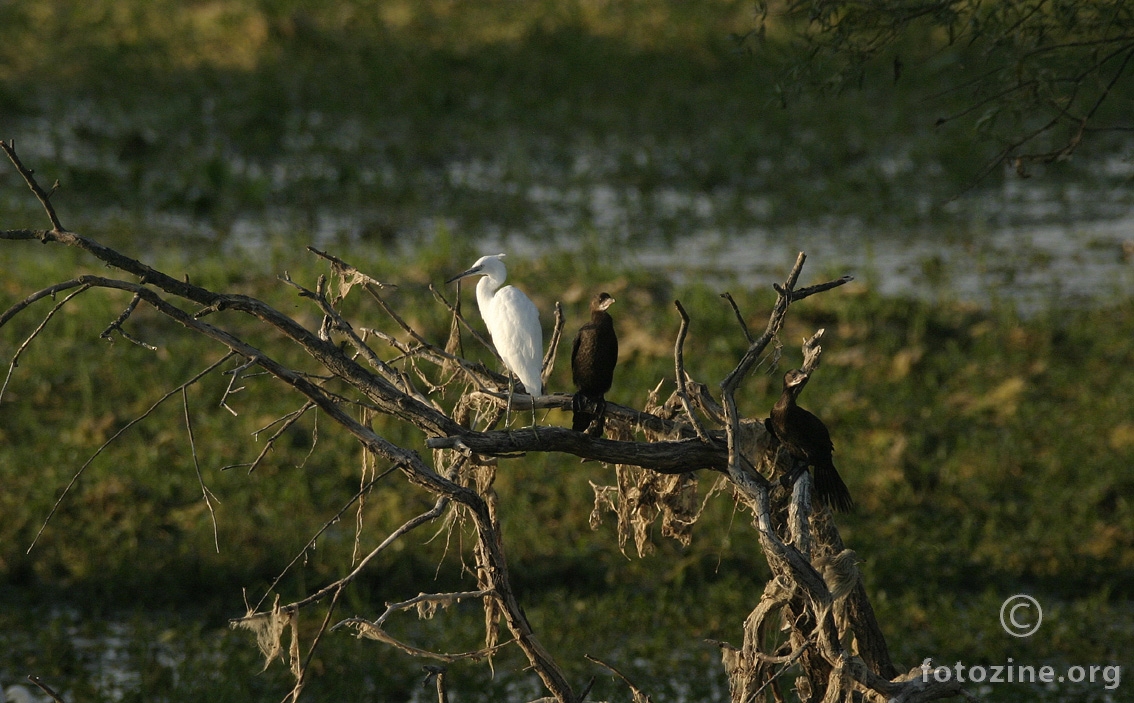 Mala bijela čaplja sa kormoranima.