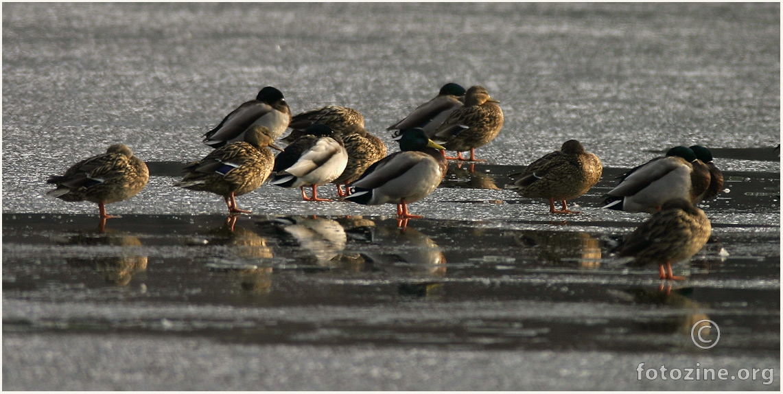 Divlje patke drijemaju na ledu.