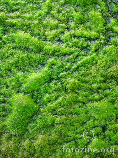 Zelena površina