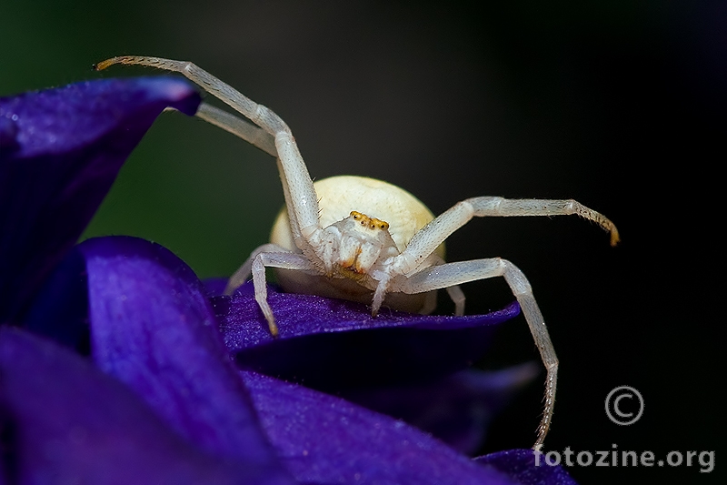 Itsy bitsy