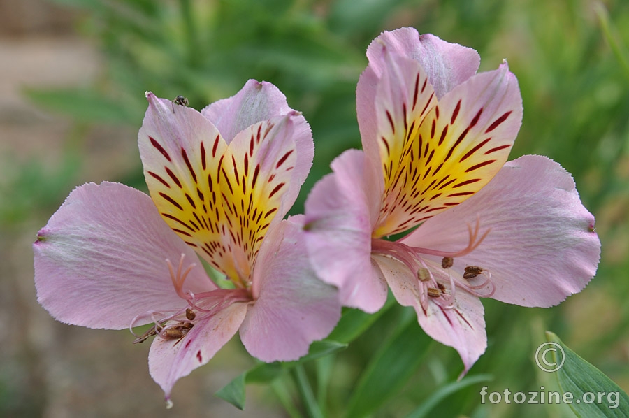 2 flowers (arhivska fotka)