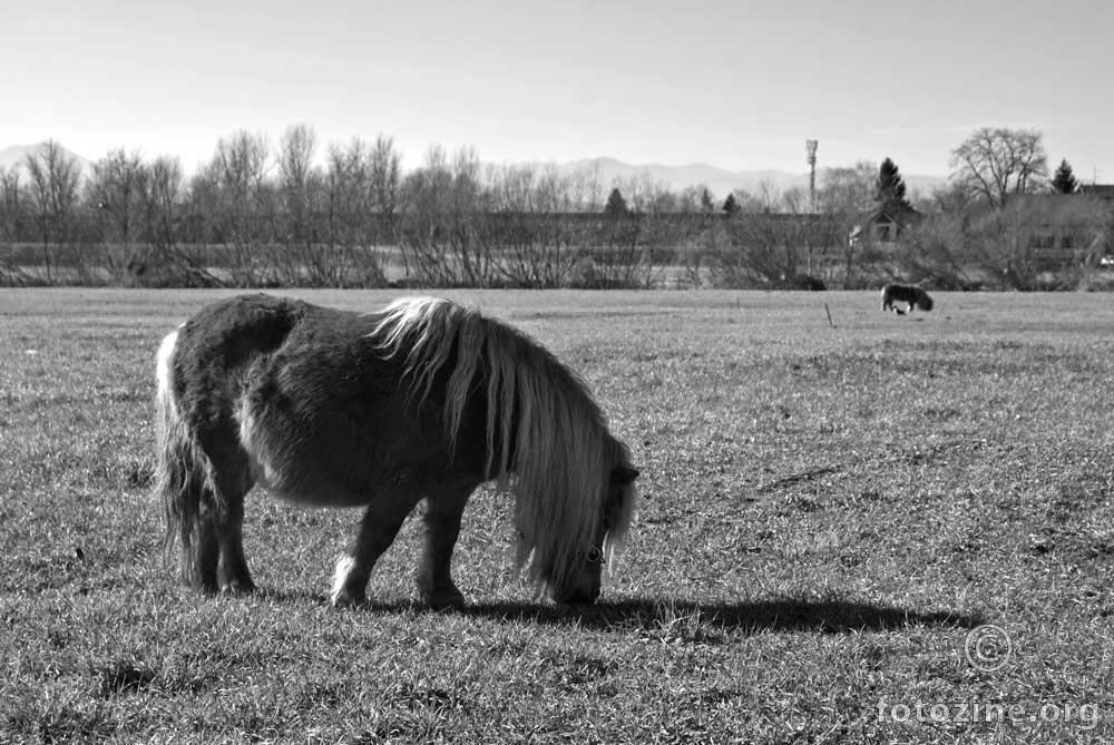 Poni