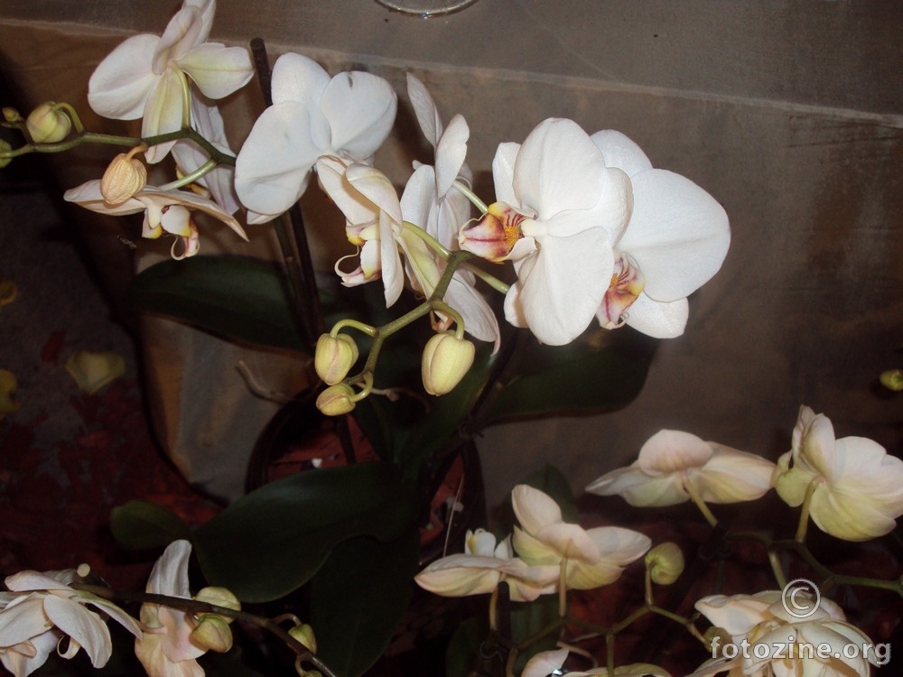 Orhideja2