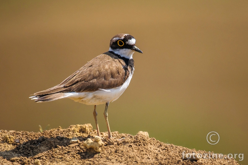Kulik sljepčić - Charadrius dubius