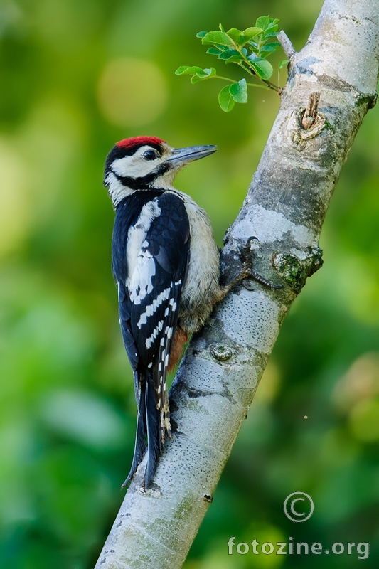 Veliki djetlić - Dendrocopos major
