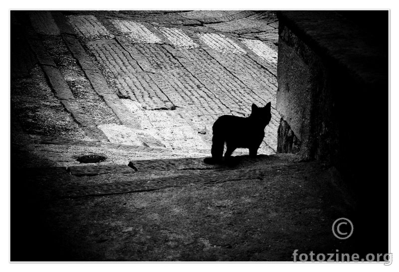črni maček