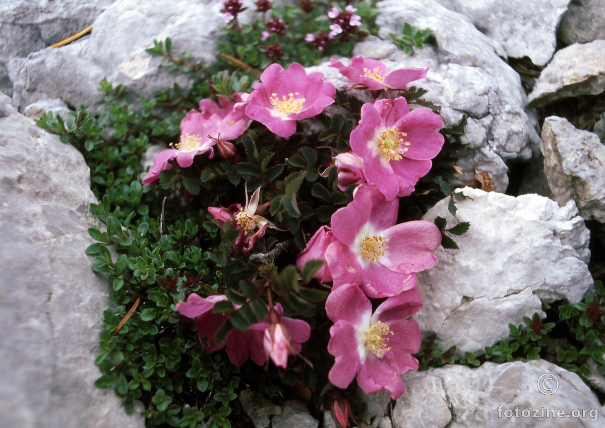 Alpska ruža, Rosa pendulina
