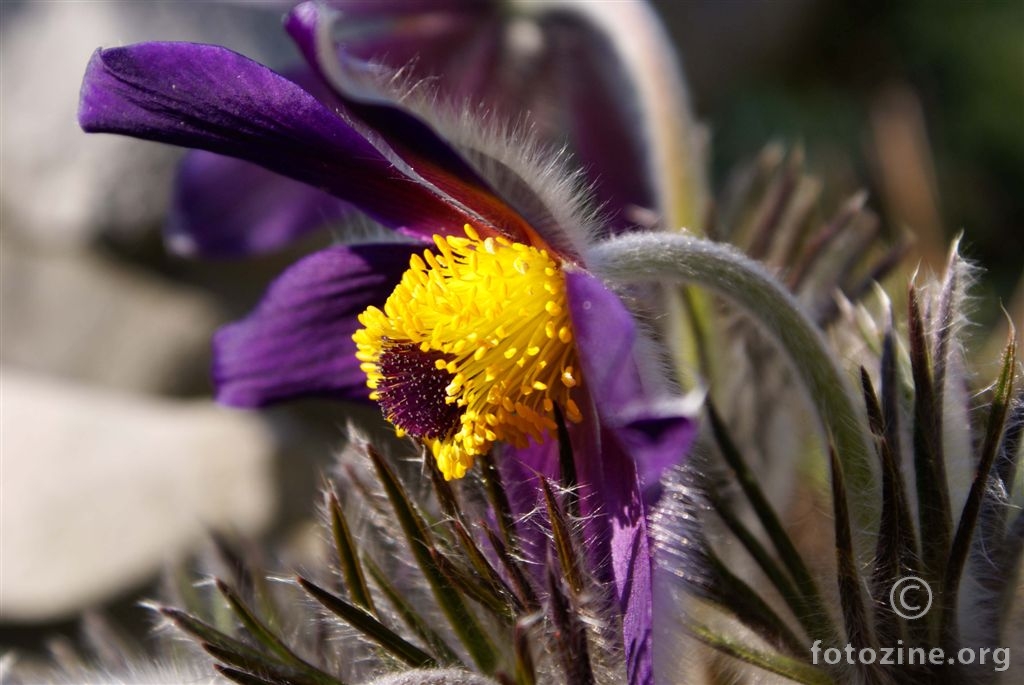 Gorska sasa, Pulsatilla montana