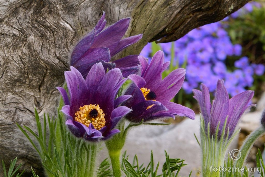 Obična sasa, Pulsatilla vulgaris