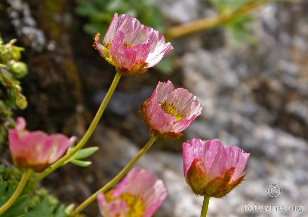 ledenjačka zlatica, Ranunculus glacialis