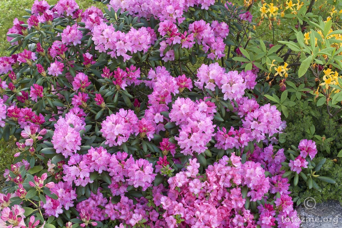rododendroni