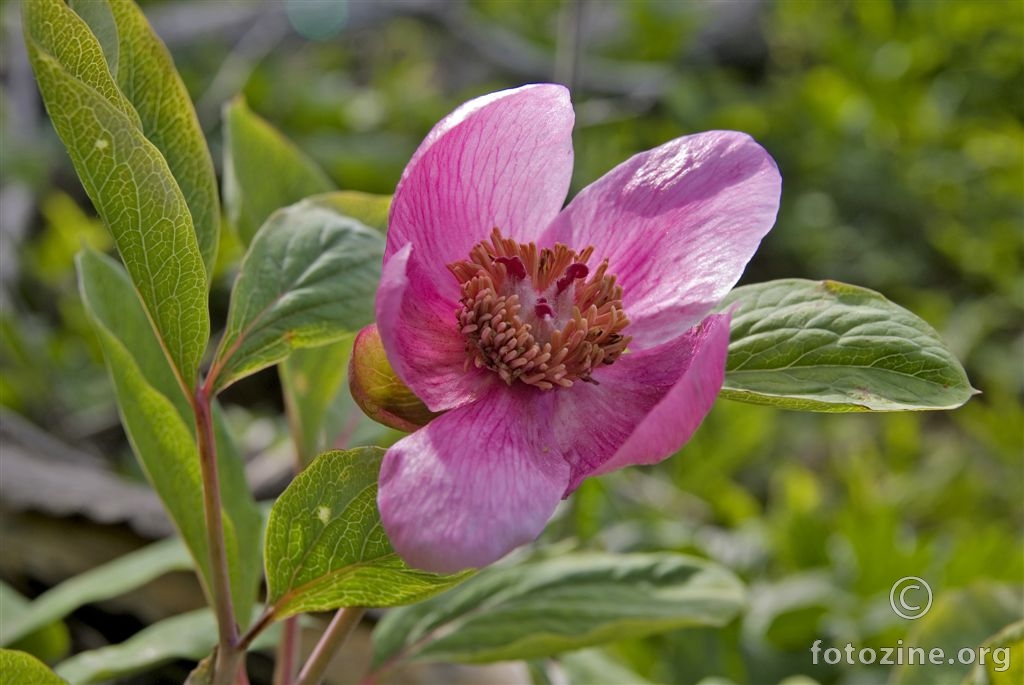Velelisni božur, Paeonia mascula
