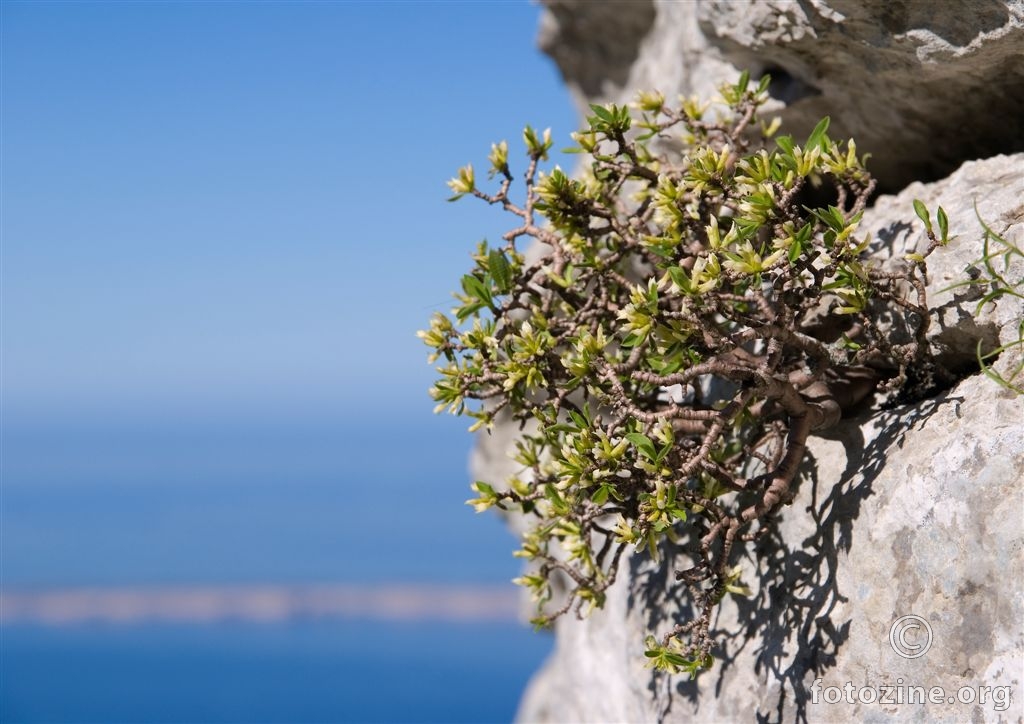 Planinski likovac, Daphne alpina