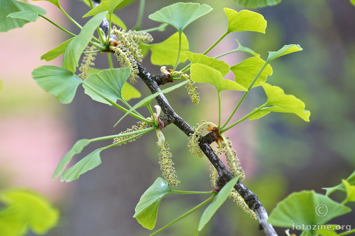 Ginko