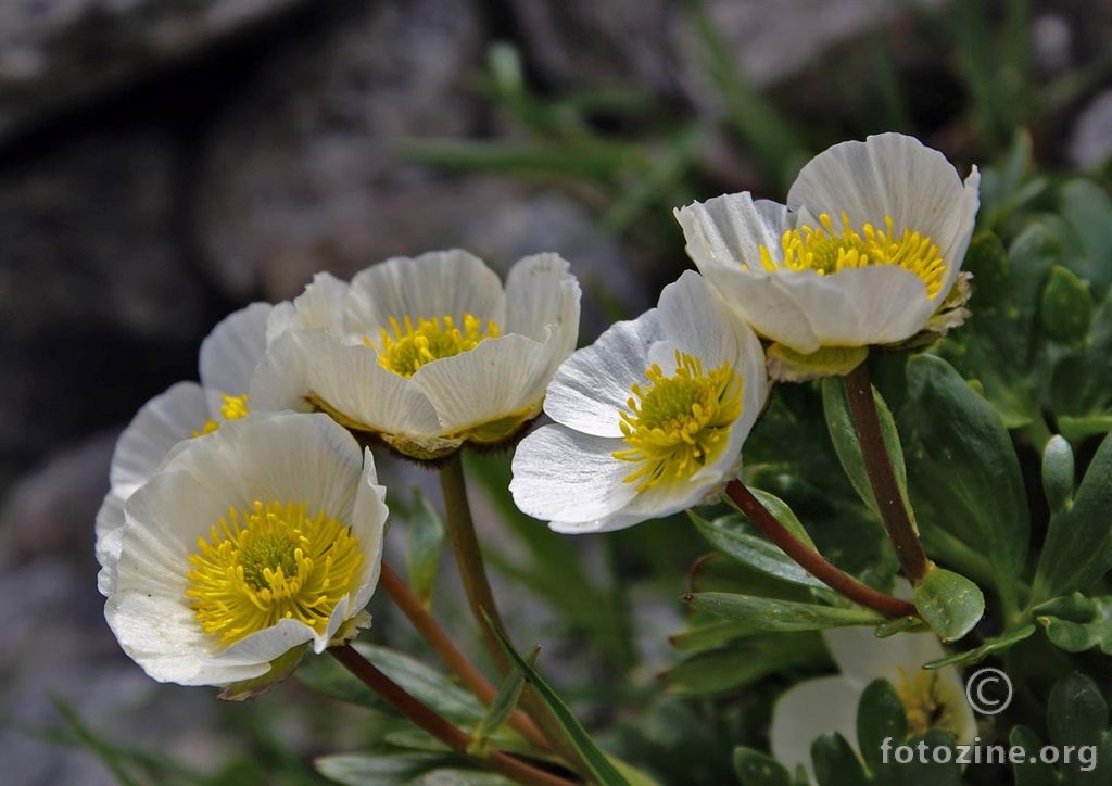 Alpska zlatica, Ranunculus alpestris
