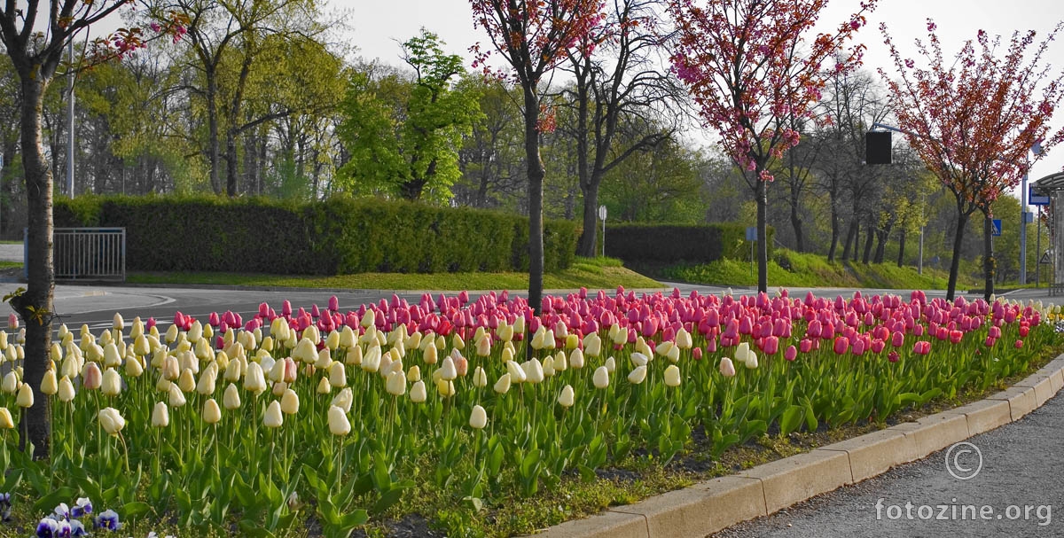 Gredica tulipana za Dan žena