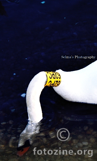 Swan.. :)