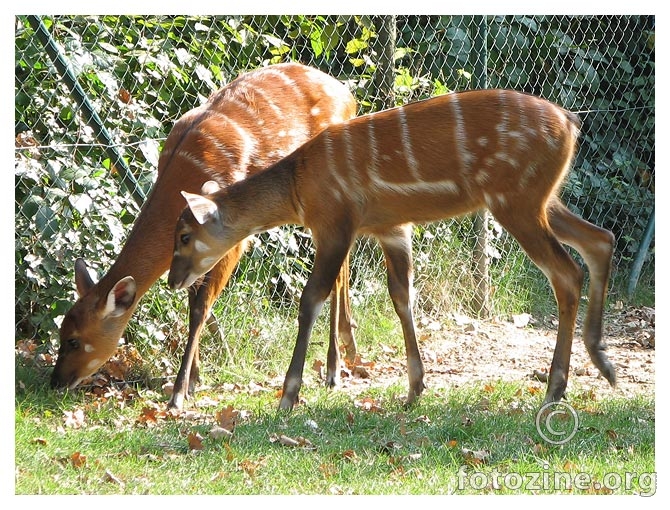 antilope