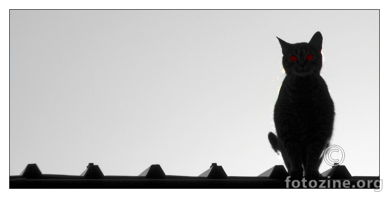 mačak na hladnom limenom krovu