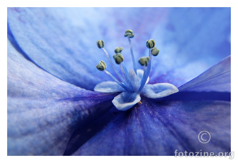 plavi cvijet u plavom cvijetu II