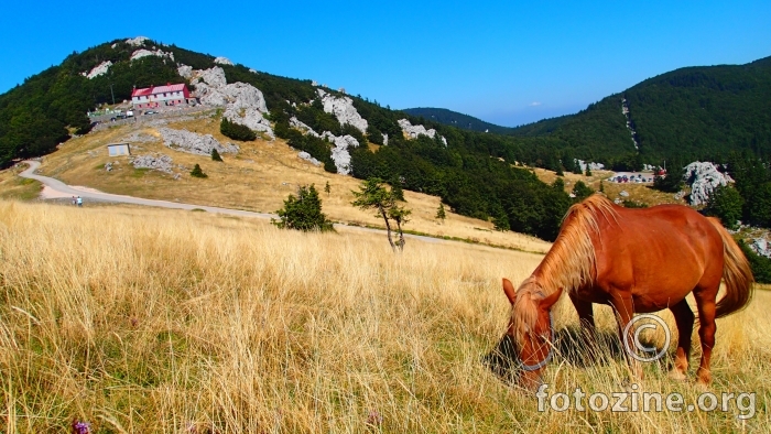 zavižan