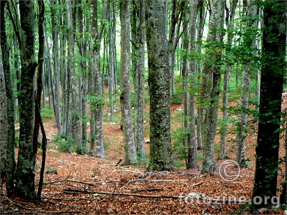 Prirodni park Učka