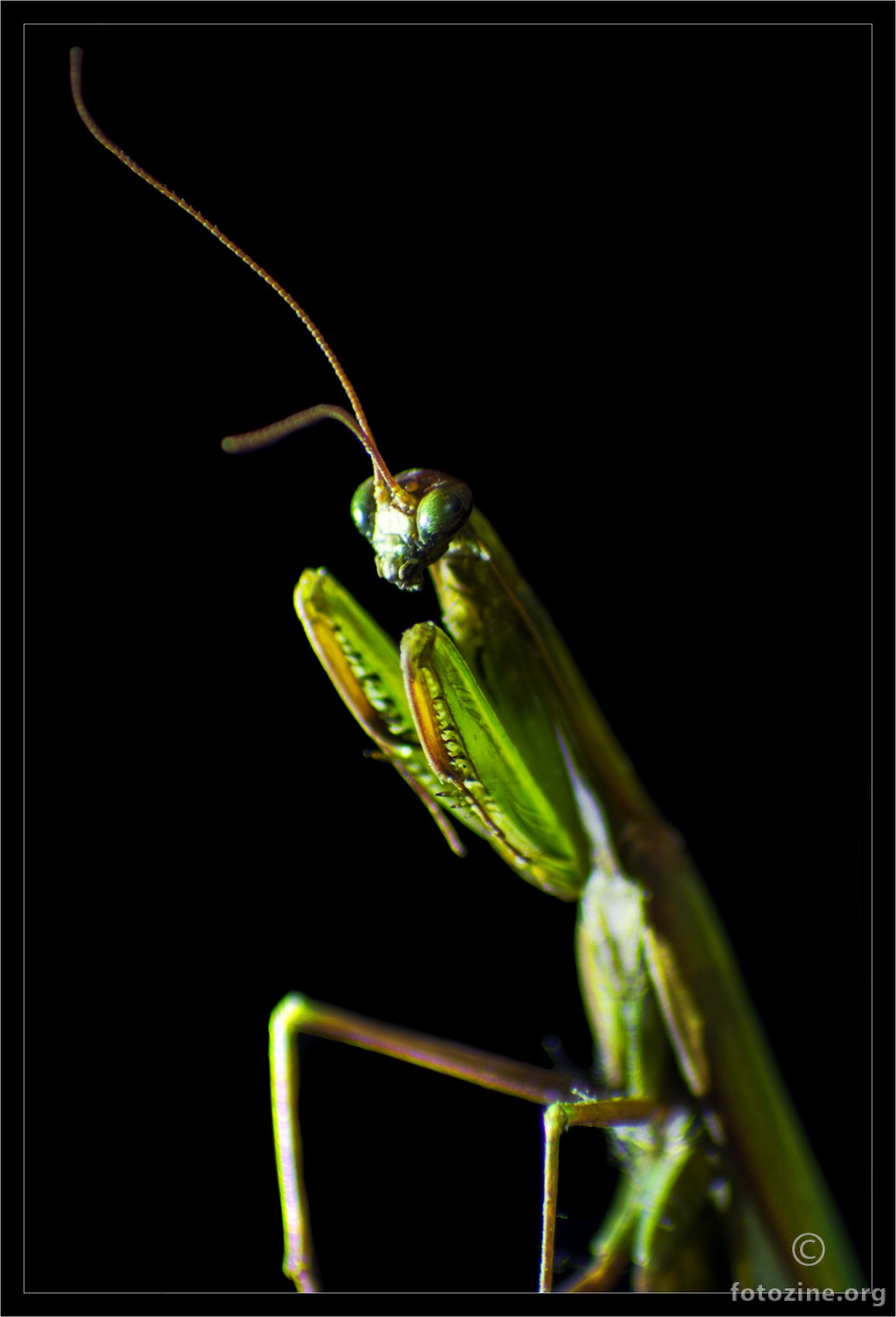 Portret