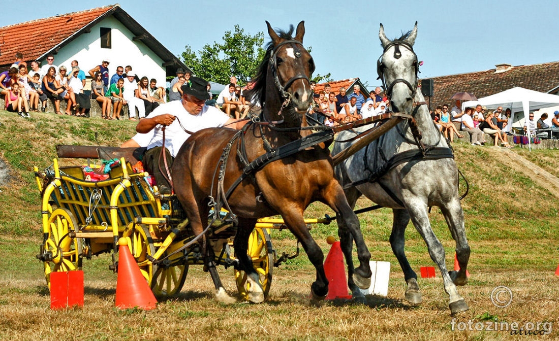 Razigrani lipicanci