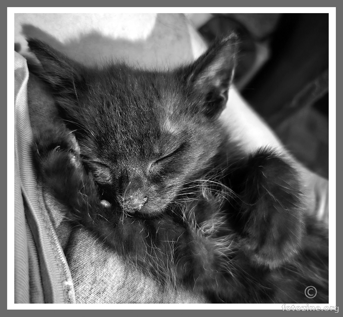 Slumbering Weasel 
