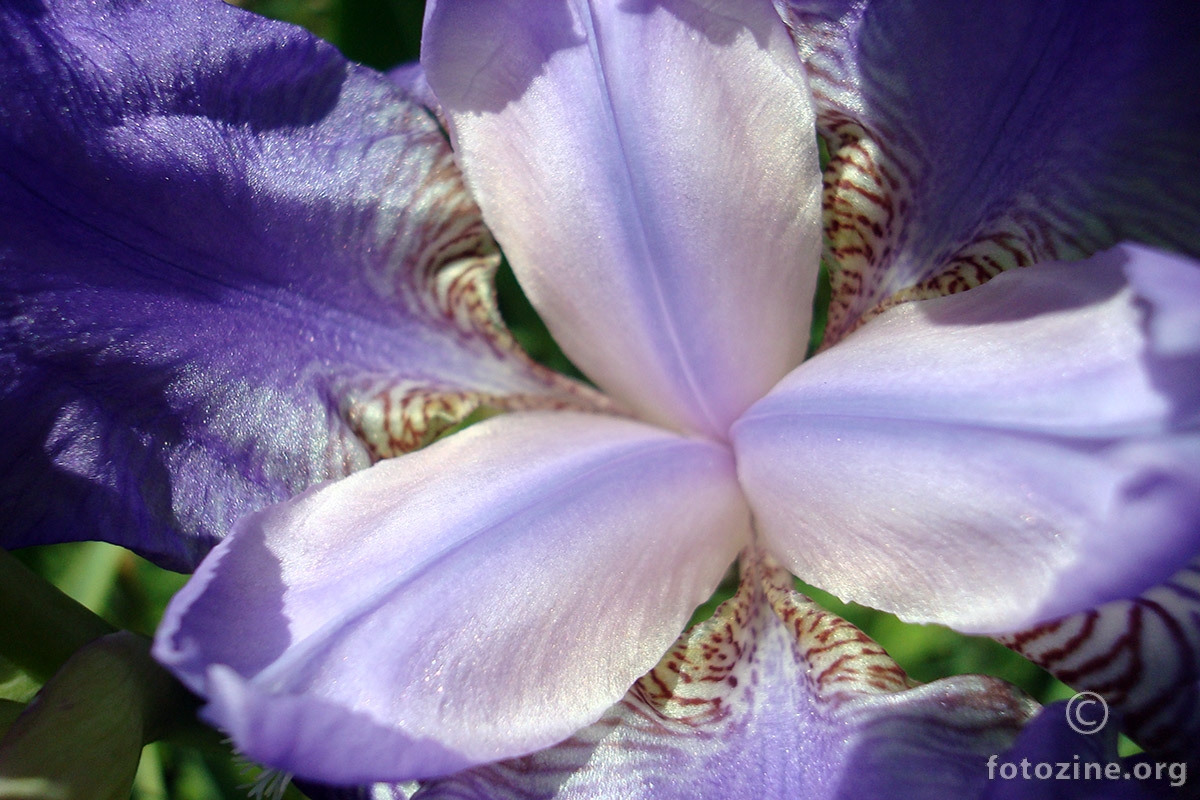 IRIS MACRO 