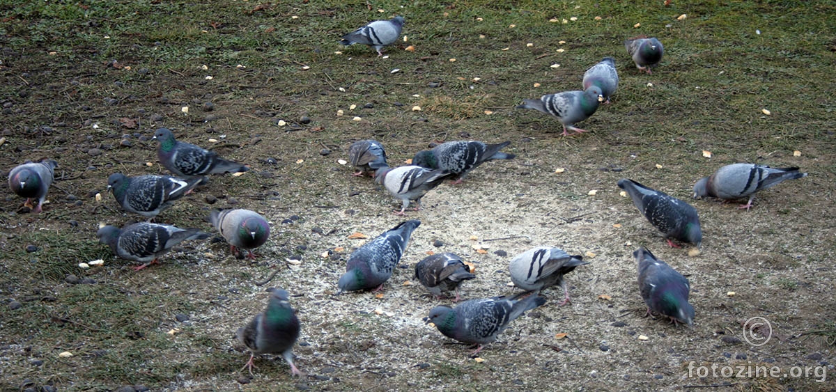 Golubovi