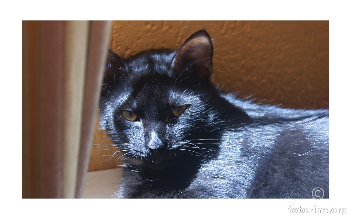 IMG_0189 - Wizi portret